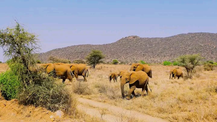 Samburu National Park