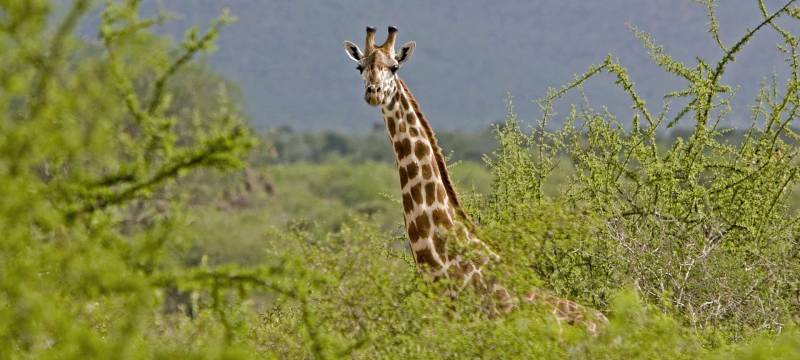 5-Day Samburu - Lake Nakuru - Masai Mara Safari Adventure Tour Image