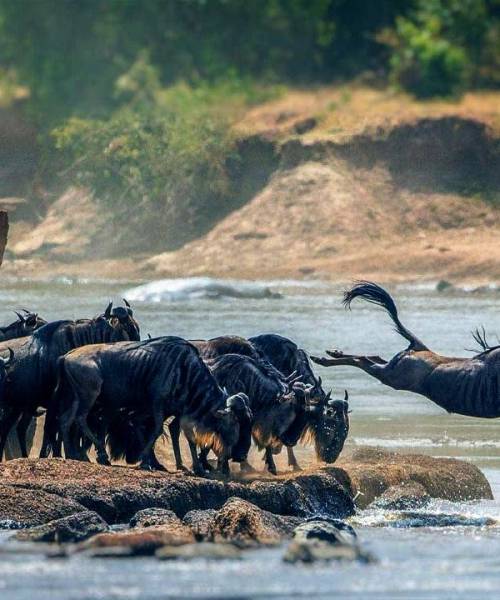 5 Day Ol Pejeta - Lake Nakuru - Masai Mara Safari Tour Image