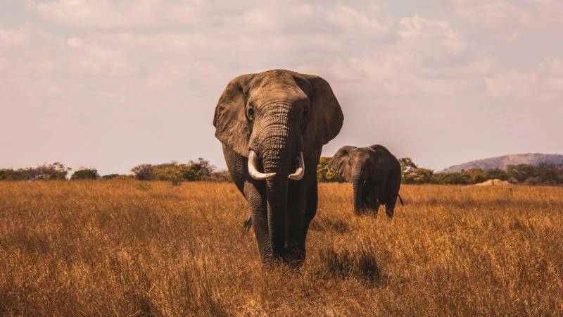 3-Day Amboseli National Park Game Drive Tour Image