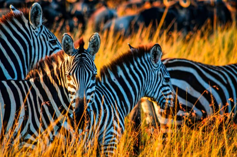 3 Day Masai Mara Migration - Land Cruiser Tour Image