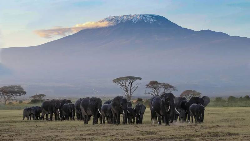 3 Day Private Game Drive In Amboseli National Park Tour Image