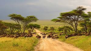 5days 4 Nights in the Wild Image