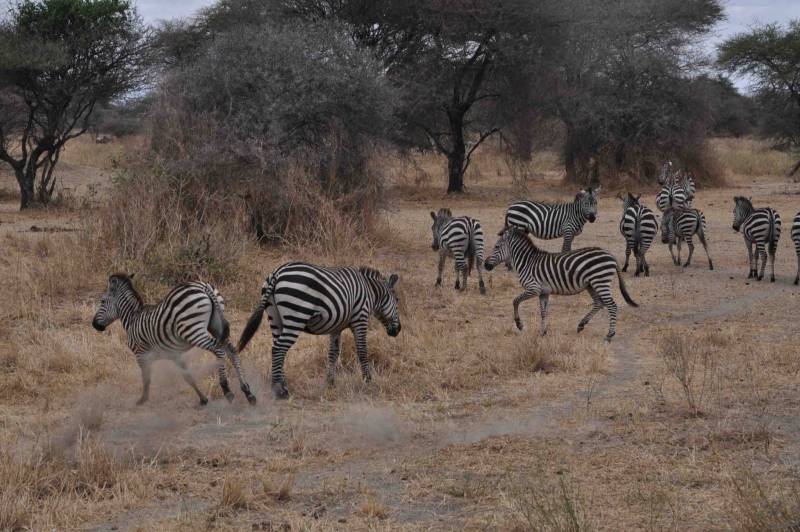 10 Days - 9 Nights Tanzania Wildlife Safaris - Cultural Tour Image
