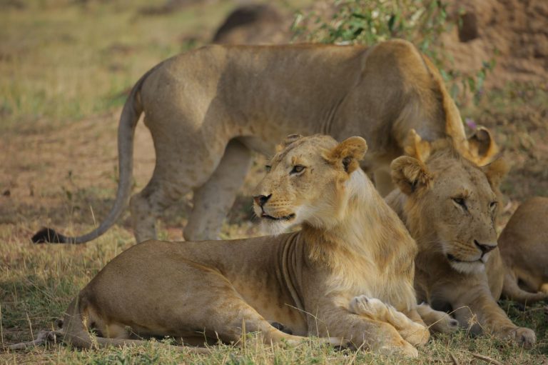 9 Days - 8 Nights Tanzania Wildlife Safaris - Cultural Tour Image