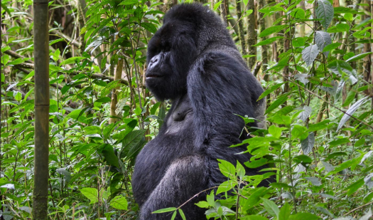 8 Days in Rwanda for Primate Safari and other Wildlife  Experience Image
