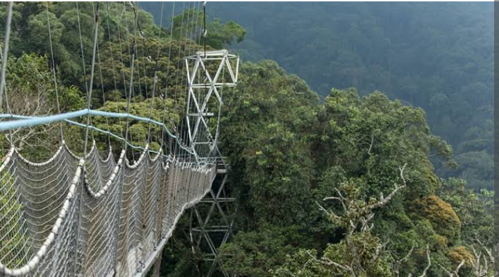 5 Days in Rwanda for Unforgettable Primate Trekking and other Activities