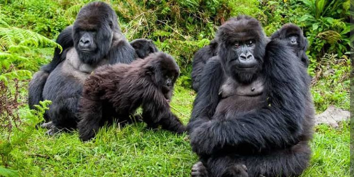 5 Days in Rwanda for Unforgettable Primate Trekking and other Activities