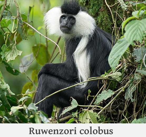 9 Days Itinerary for Rwanda Safari