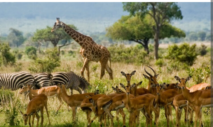 9 Days Itinerary for Rwanda Safari