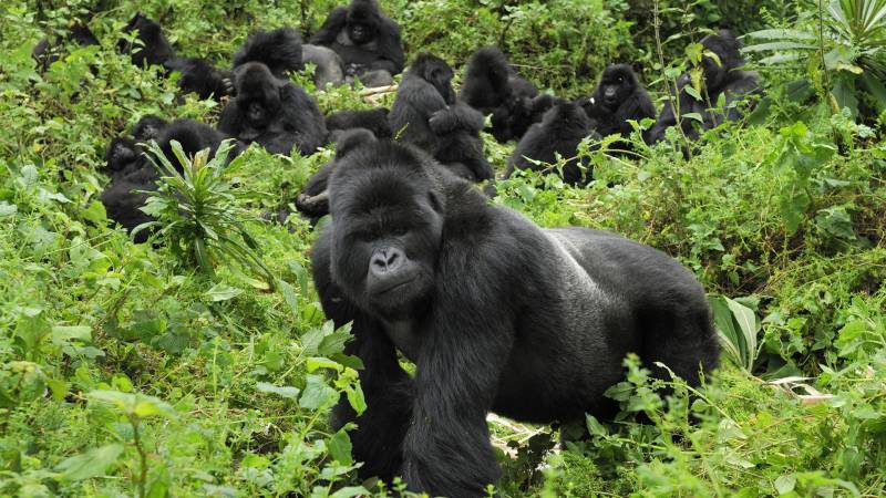 1 Day In Rwanda For Unforgettable Mountain Gorilla Trekking