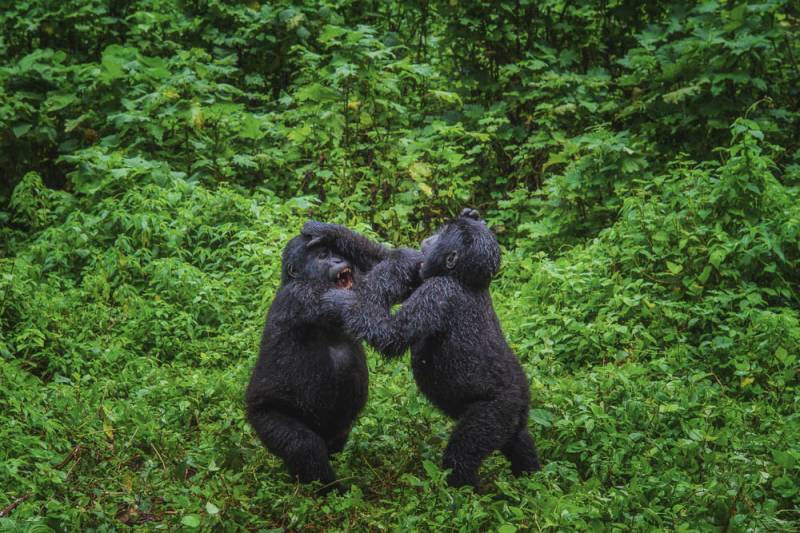 1 Day in Rwanda for Unforgettable Mountain Gorilla Trekking