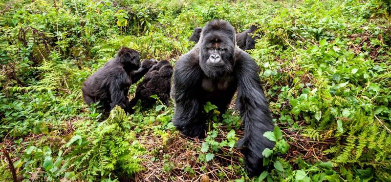 1 Day in Rwanda for Unforgettable Mountain Gorilla Trekking