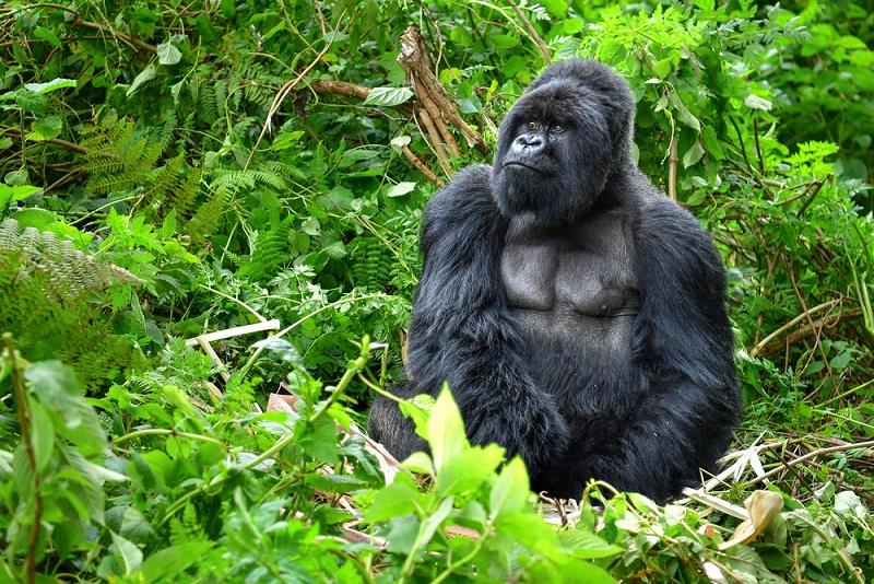 1 Day in Rwanda for Unforgettable Mountain Gorilla Trekking