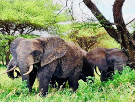 4-Day Wildlife - Cultural Exploration Safari Tour