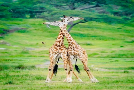 4-Day Budget Tarangire - Serengeti - Ngorongoro Tour Image