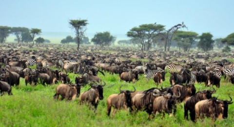 3Days Winter Migration Serengeti And Ngorongoro Safari Tour Image