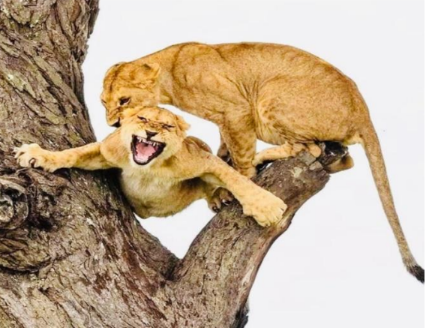 3-Day Adventure To Tarangire - Ngorongoro - Lake Manyara Safari Tour