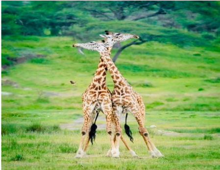 4-Day Tarangire - Serengeti - Ngorongoro Mid-Range Safari Tour