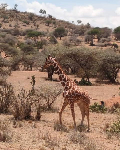 4-Day 4x4 Jeep Mara - Nakuru Flamingo Package Safari