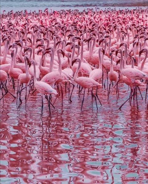 4-Day 4x4 Jeep Mara - Nakuru Flamingo Package Safari