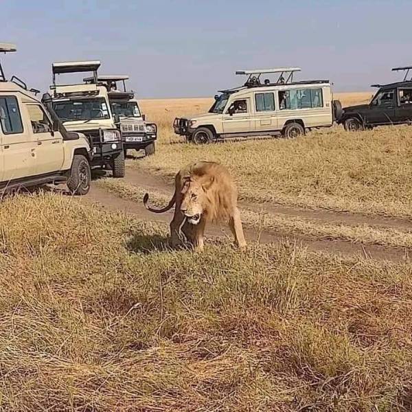 3-Day Tsavo West National Park & Amboseli National Park