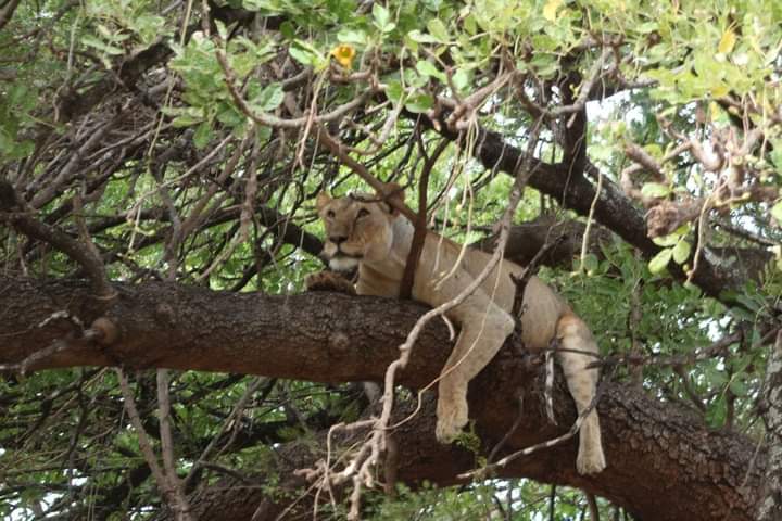 3-Day Tsavo West National Park & Amboseli National Park