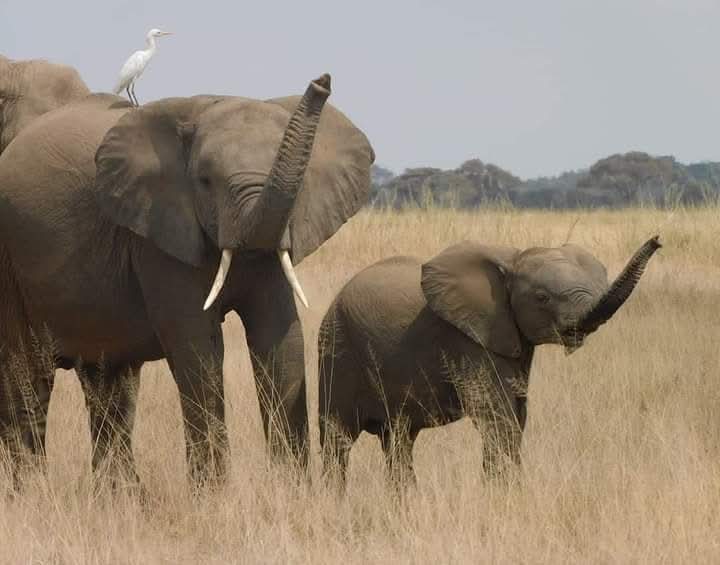 3-Day Tsavo West National Park & Amboseli National Park