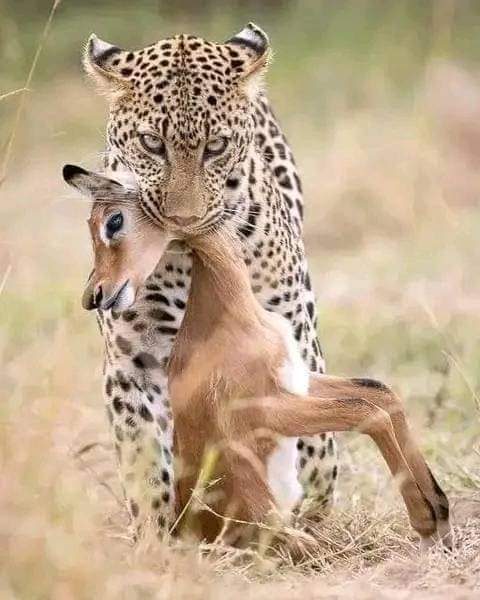 3-Day Tsavo West National Park & Amboseli National Park