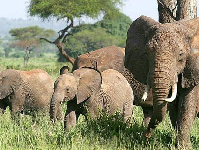 3-Day Tsavo West National Park & Amboseli National Park