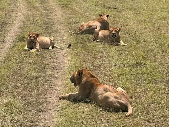 3-Day Masai Mara Escape