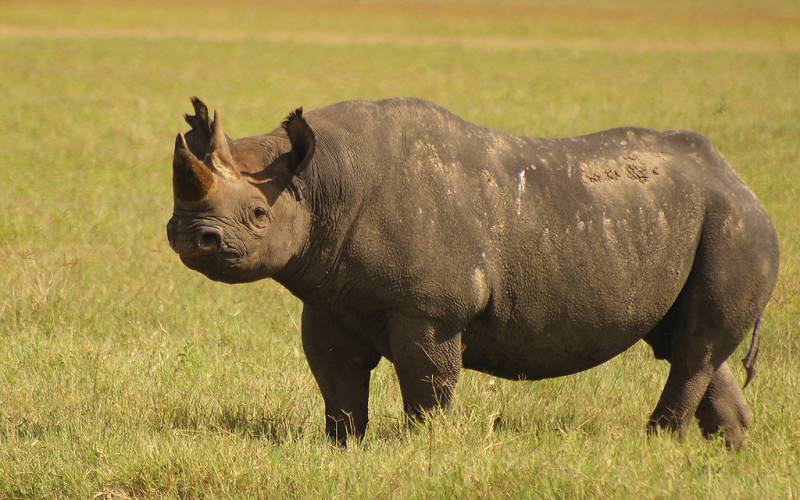 6-Day Season for the Calving of Wildebeest in Ndutu Area