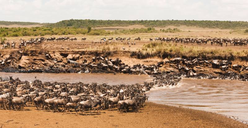 6-Day Season for the Calving of Wildebeest in Ndutu Area