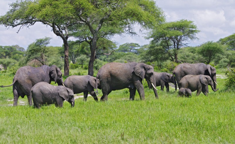 5 Days 4 Nights Classic Safari in Tanzania