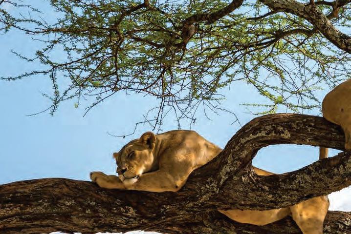 5 Days 4 Nights Classic Safari in Tanzania