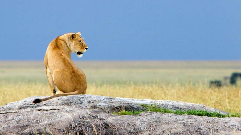 5 Days 4 Nights Classic Safari in Tanzania