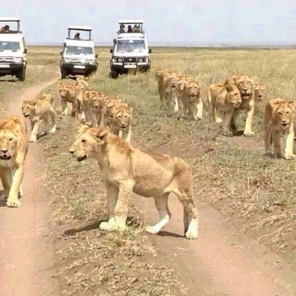 5 Days 4 Nights Classic Safari in Tanzania