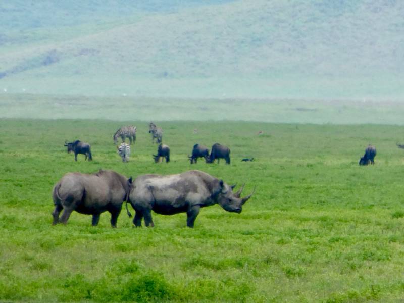 5 Days 4 Nights Classic Safari in Tanzania