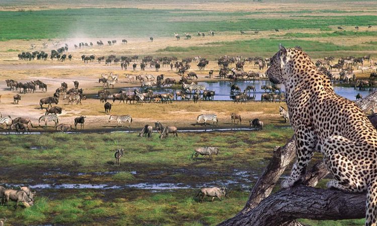 4-Day Ngorongoro Crater, Serengeti NP & Tarangire NP Budget Tour