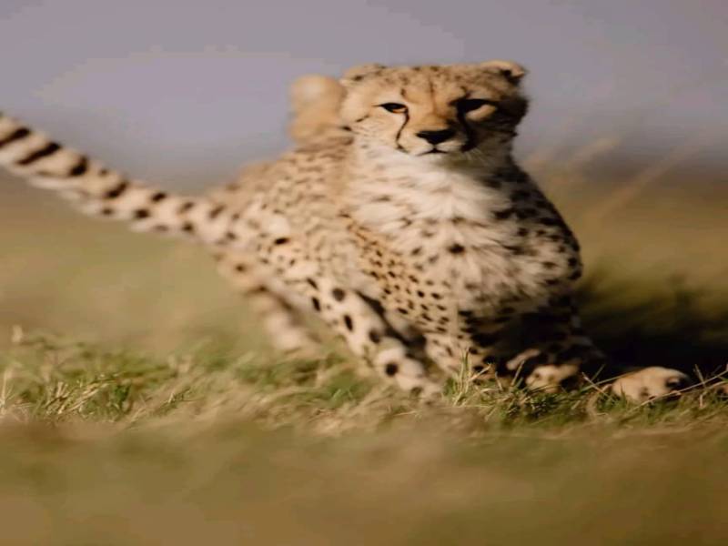 1 Day Shared Tour Tarangire National Park from Arusha