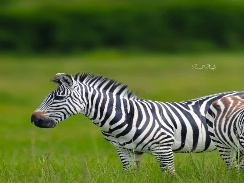 1 Day Shared Tour Tarangire National Park from Arusha