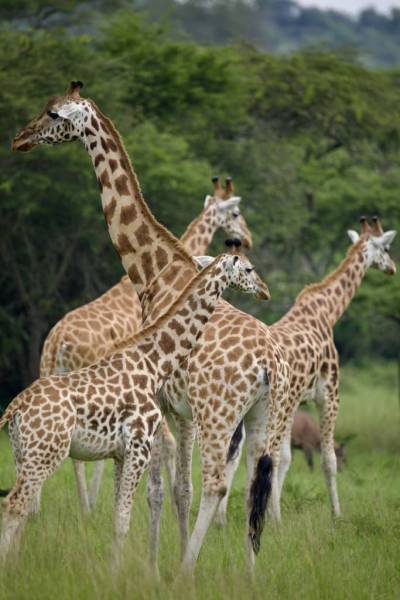 1 Day Shared Tour Tarangire National Park from Arusha