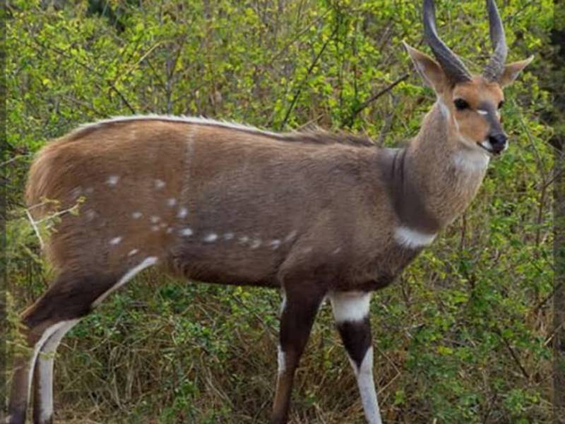 1 Day Shared Tour Tarangire National Park from Arusha