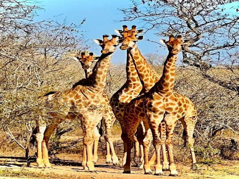 1 Day Shared Tour Tarangire National Park from Arusha