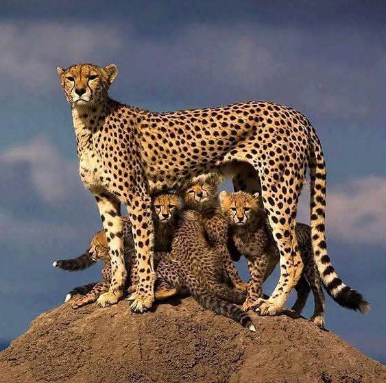5-Day Midrange Group Joining Safari