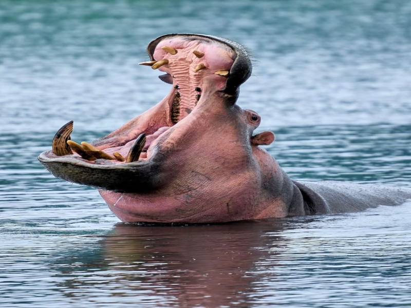 5-Day Midrange Group Joining Safari