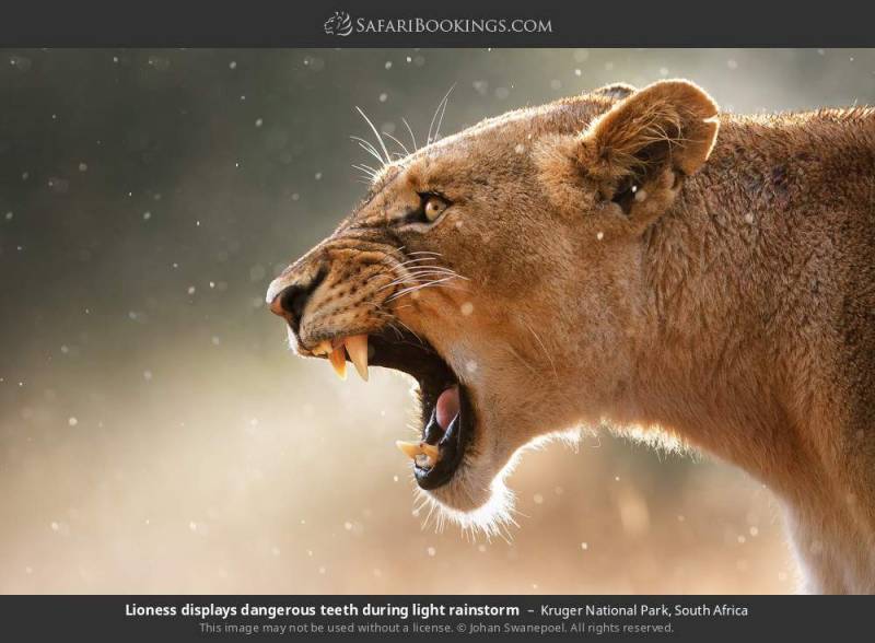 6-Day Highlights of Tanzania Mid-Range Safari