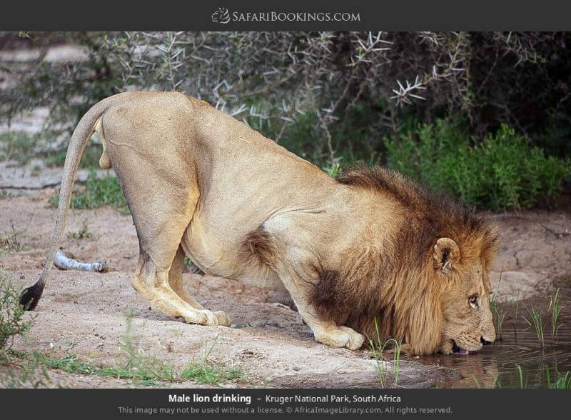 6-Day Highlights of Tanzania Mid-Range Safari