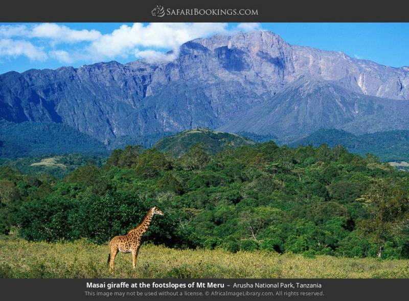 6-Day Highlights of Tanzania Mid-Range Safari