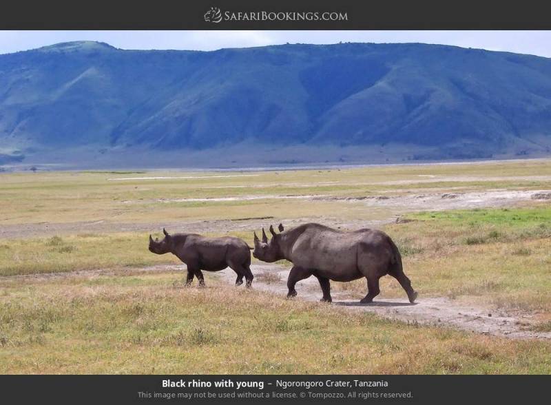 6-Day Highlights of Tanzania Mid-Range Safari